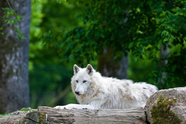 森で大規模なアダルト ホッキョクオオカミ — ストック写真