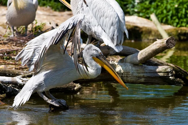 Witte pelikanen — Stockfoto