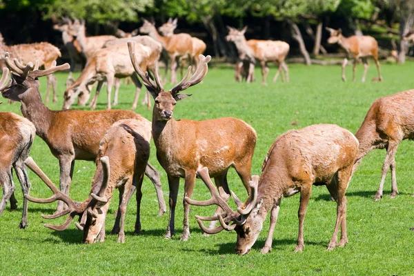 Deers on a field — Stock Photo, Image