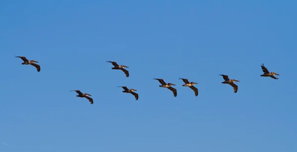 Brown Pelicans flying over Santa Cruz, California, USA — Stock Photo, Image