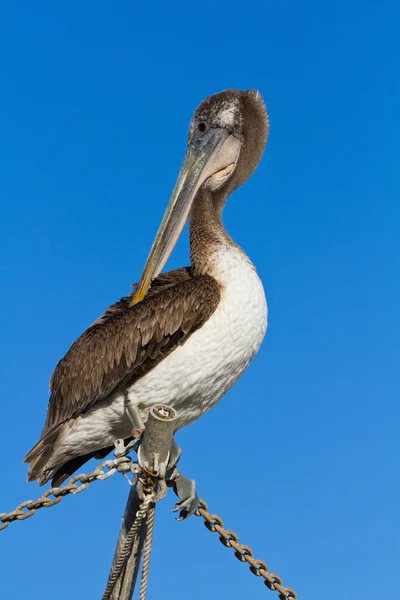 Закрыть профиль коричневого пеликана в Санта-Круз, Калифорния, США — стоковое фото