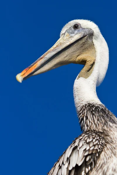 Zavřít zobrazení profilu Pelikán hnědý — Stock fotografie