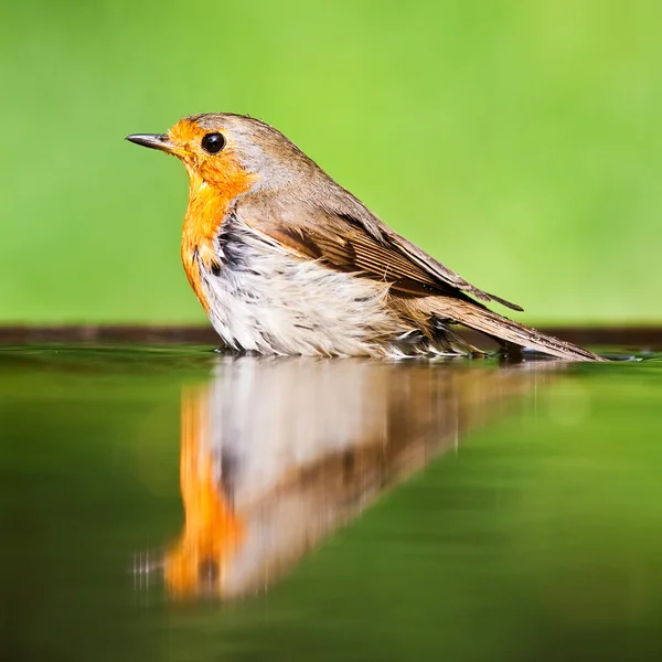 Rode robin in het water — Stockfoto