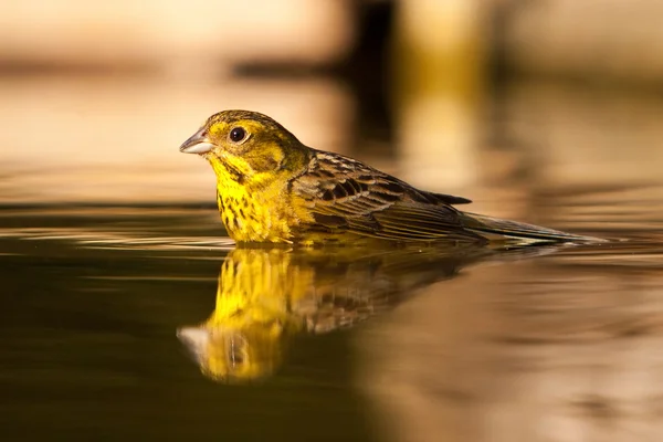 Greenfinch bebendo que reflete na água — Fotografia de Stock