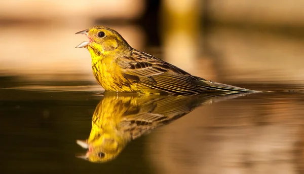 喝水中反映出的金翅雀 — 图库照片