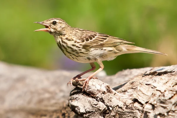 Tordo de la canción (Turdus philomelos) — Foto de Stock