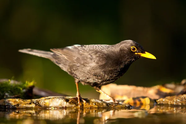 Blackbird na vodu — Stock fotografie