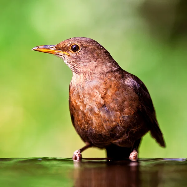 Retrato de um melro fêmea (turdus merula ) — Fotografia de Stock