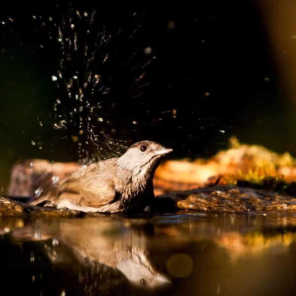 Pájaro negro hembra (Turdus Merula) está bañado en agua —  Fotos de Stock