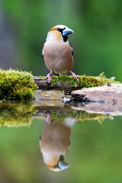 Hawfinch (Coccothraustes coccothraustes) na água — Fotografia de Stock