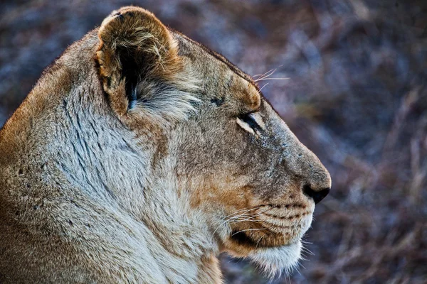 Lioness in the Serengeti national park, Tanzania — Stock Photo, Image