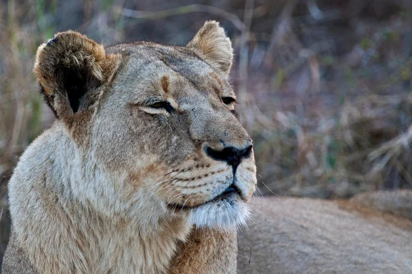 Löwin im Serengeti-Nationalpark, Tansania — Stockfoto
