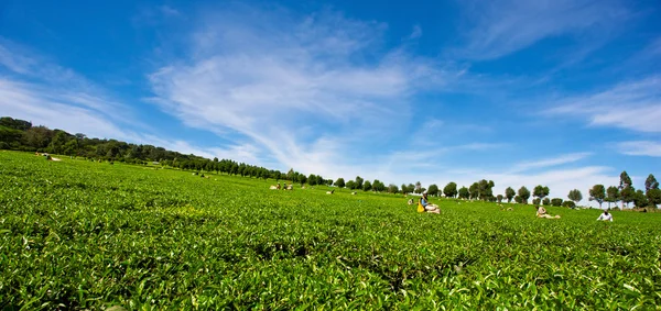 Innhøsting av te på en teplantasje – stockfoto