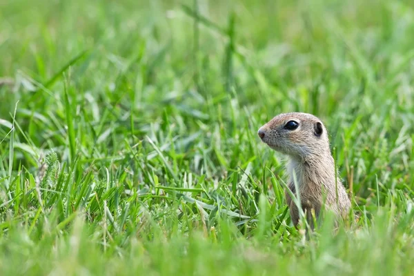 Otların arasındaki çayır köpeği