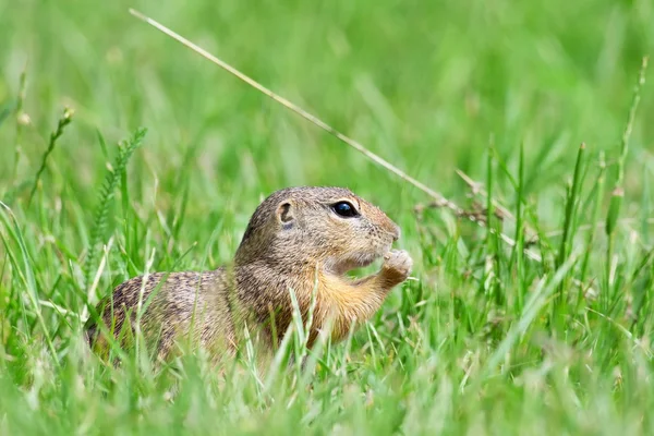 Prairie Dog in the grass — Stock Photo, Image