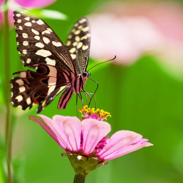 マニヤーラ湖国立公園、タンザニアでのピンクの花にかかっている美しい蝶 — ストック写真