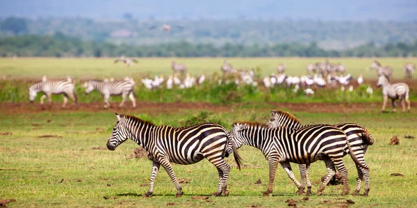 Zebra 's in het Nationaal Park Serengeti, Tanzania — Stockfoto