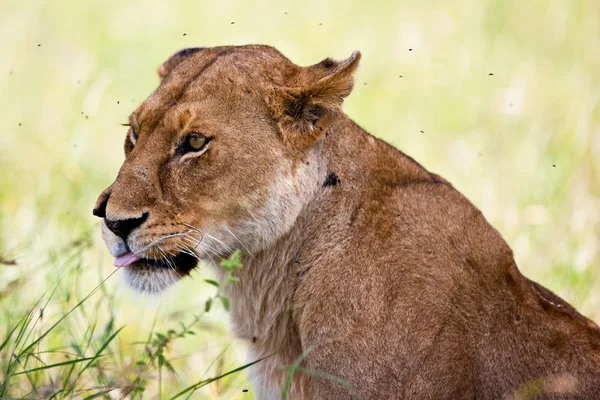 Løvinne i Serengeti nasjonalpark, Tanzania – stockfoto