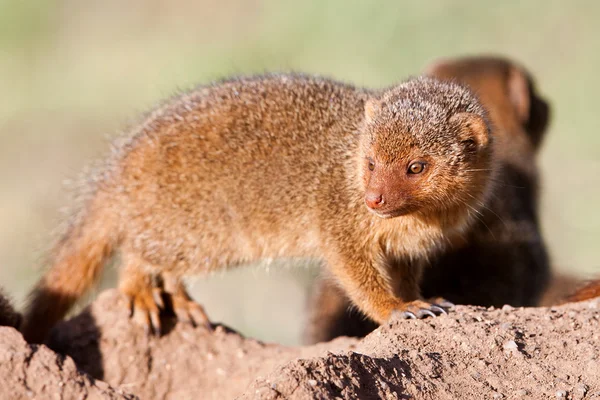 Dvärg mongoose i serengeti national park i tanzania — Stockfoto