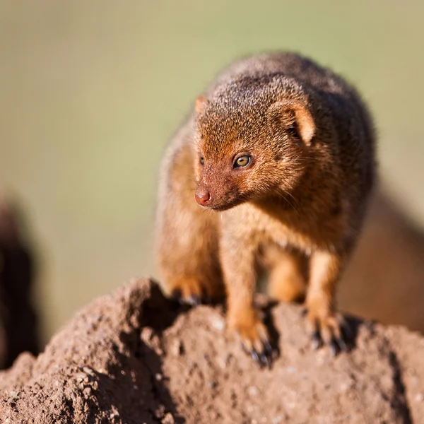 Dwerg mangoeste in het serengeti national park, tanzania — Stockfoto