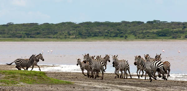 Zebras στο Εθνικό Πάρκο Serengeti, Τανζανία — Φωτογραφία Αρχείου