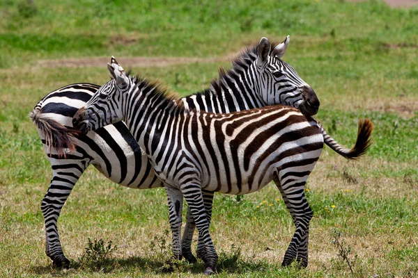 Zebre în Parcul Național Serengeti, Tanzania — Fotografie, imagine de stoc