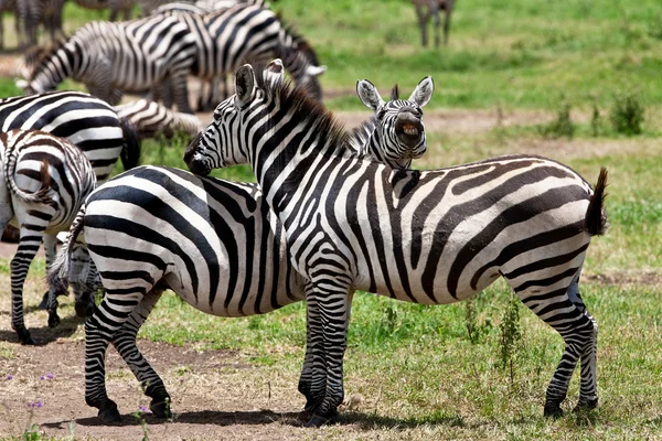 Zebras im Ngorongoro-Krater, Tansania — Stockfoto