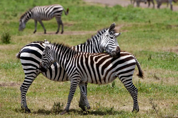 Zebry w kraterze Ngorongoro, Tanzania — Zdjęcie stockowe