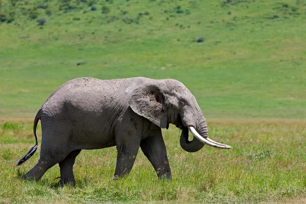 Elefante africano na cratera Ngorongoro, Tanzânia — Fotografia de Stock