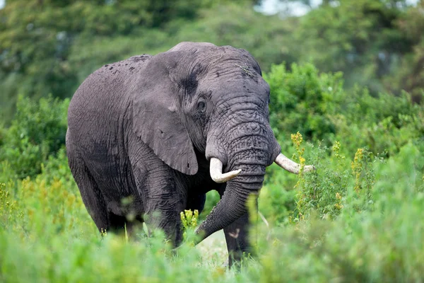 Afrikansk elefant i Ngorongoro-krateret i Tanzania – stockfoto