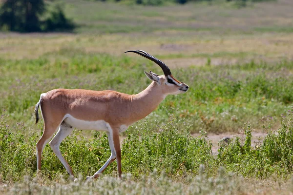 Männliche Gazelle im Serengeti-Nationalpark, Tansania — Stockfoto