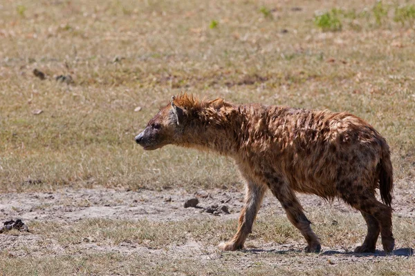 Hiena manchada en el cráter de Ngorongoro, Tanzania —  Fotos de Stock