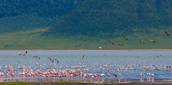 Flamingokoloni i Ngorongoro-krateret i Tanzania – stockfoto