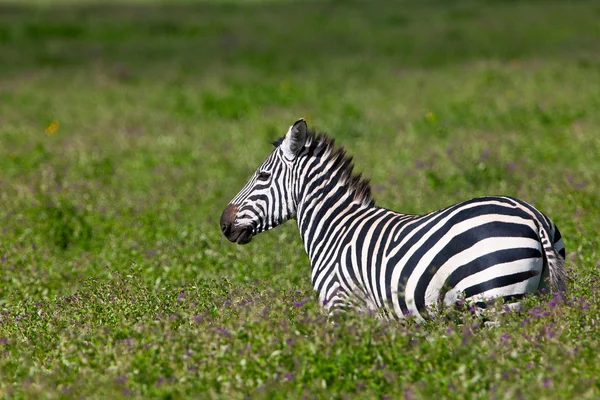 Zebra i Ngorongorokratern, tanzania — Stockfoto