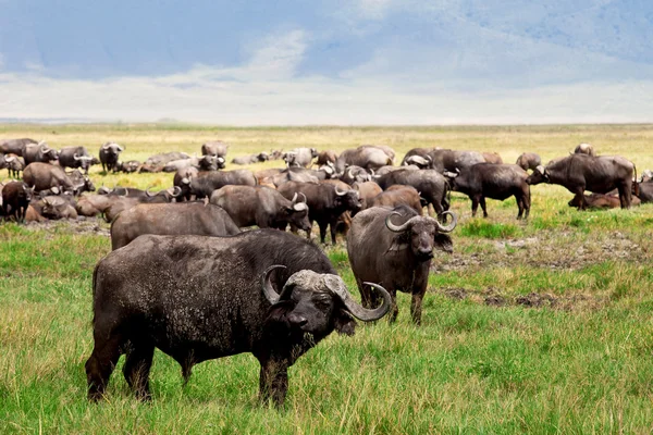 Afrikaanse buffelkudde in de Ngorongoro Crater, Tanzania — Stockfoto