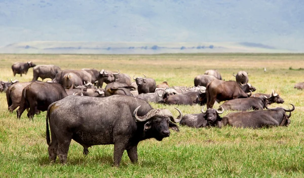 Stado bawołów afrykańskich w kraterze Ngorongoro, Tanzania — Zdjęcie stockowe