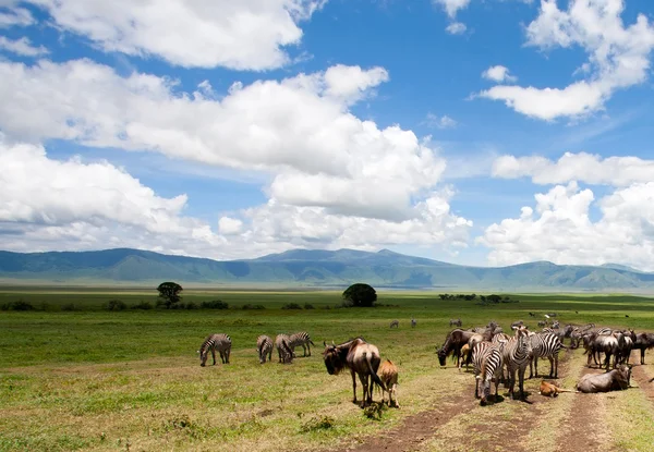 Gnoes onder de dramatische bewolkte hemel in de ngorongoro krater, tanzania — Stockfoto