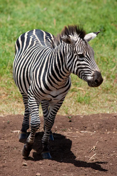 Cebra en el cráter de Ngorongoro, Tanzania —  Fotos de Stock