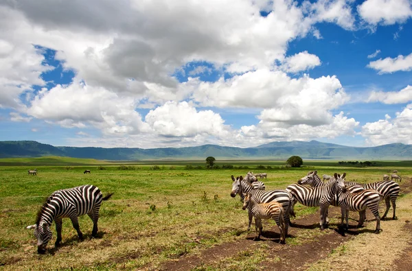 Zebras in the Ngorongoro Crater, Tanzania — Stock Photo, Image