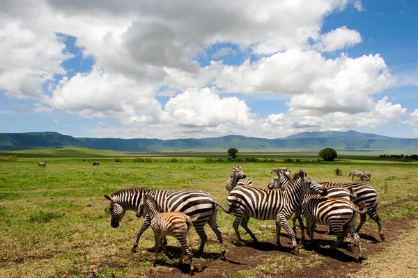Zebras im Ngorongoro-Krater, Tansania — Stockfoto