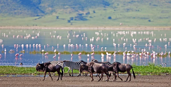 Zebras og en gnu som går ved sjøen i Ngorongoro-krateret i Tanzania, flamingoer i bakgrunnen – stockfoto