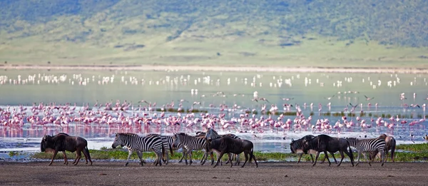Zebralar ve bir antilop Ngorongoro Krateri 'nde gölün kenarında yürüyorlar, Tanzanya' da, arka planda flamingolar.