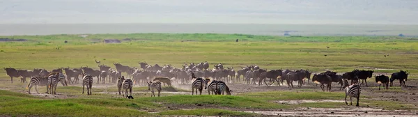Wildebeests e zebre intorno a una iena maculata nel cratere Ngorongoro, Tanzania — Foto Stock