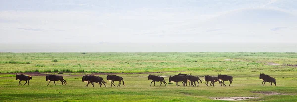 Los ñus en el cráter de Ngorongoro, Tanzania —  Fotos de Stock