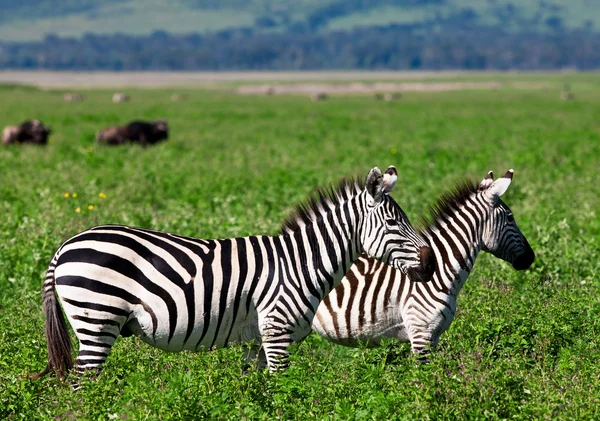 Zebralar Ngorongoro Kraterinde, Tanzanya — Stok fotoğraf