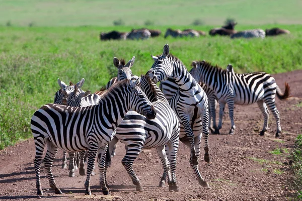 Zebralar Ngorongoro Kraterinde, Tanzanya — Stok fotoğraf