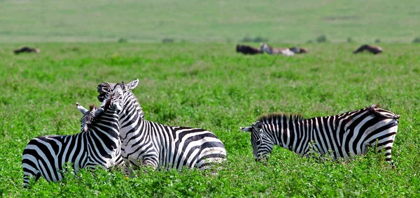 Cebras en el cráter de Ngorongoro, Tanzania — Foto de Stock