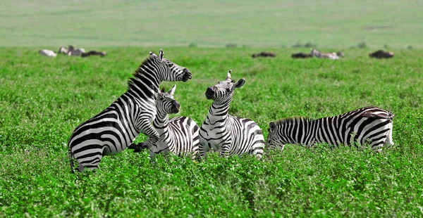 Cebras en el cráter de Ngorongoro, Tanzania —  Fotos de Stock