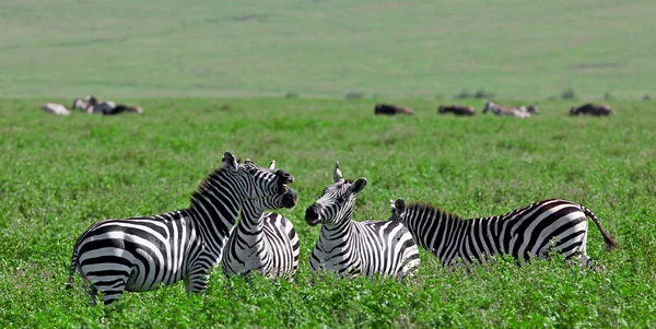 Zebry v kráteru Ngorongoro, Tanzanie — Stock fotografie