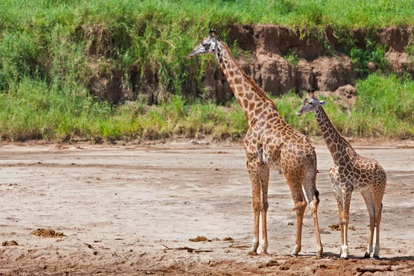 Žirafy (giraffa souhvězdí žirafy) v národním parku tarangire, Tanzanie — Stock fotografie